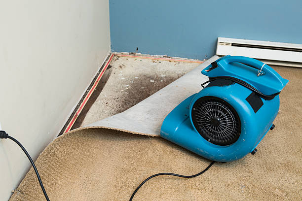 Best Ceiling water damage repair  in Springfield, NE